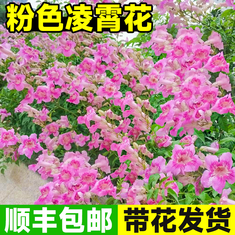 粉色凌霄花耐寒爬藤大苗美国进口四季开花卉庭院爬墙植物树苗盆栽 - 图1