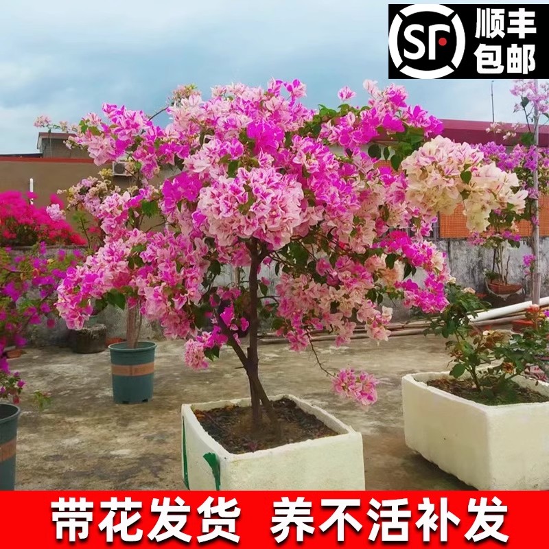 三角梅花树苗盆栽带花老桩藤本大苗漳红樱庭院阳台四季开花卉植物 - 图1