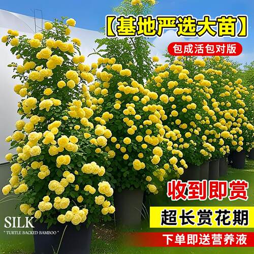 黄木香花苗爬藤植物老桩特大苗红白木香树苗庭院室内四季好养花卉 - 图2