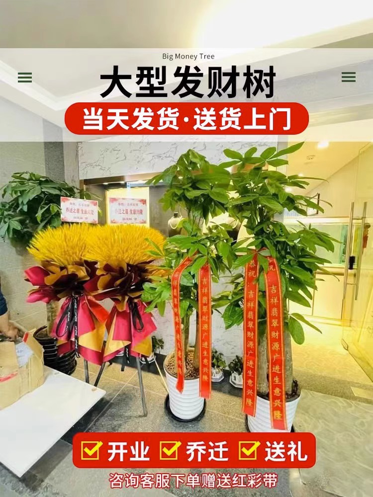 发财树盆栽室内好养大型招财树绿植物客厅办公室乔迁开业花卉盆景 - 图3