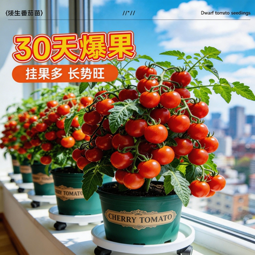 矮生番茄苗秧西红柿小番茄秧苗种子阳台种植千禧圣女果苗四季盆栽 - 图2