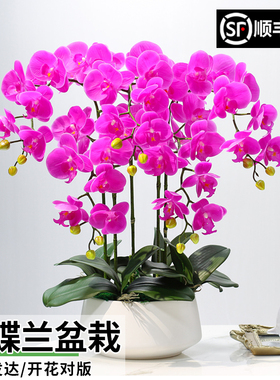 蝴蝶兰盆栽观花植物室内花
