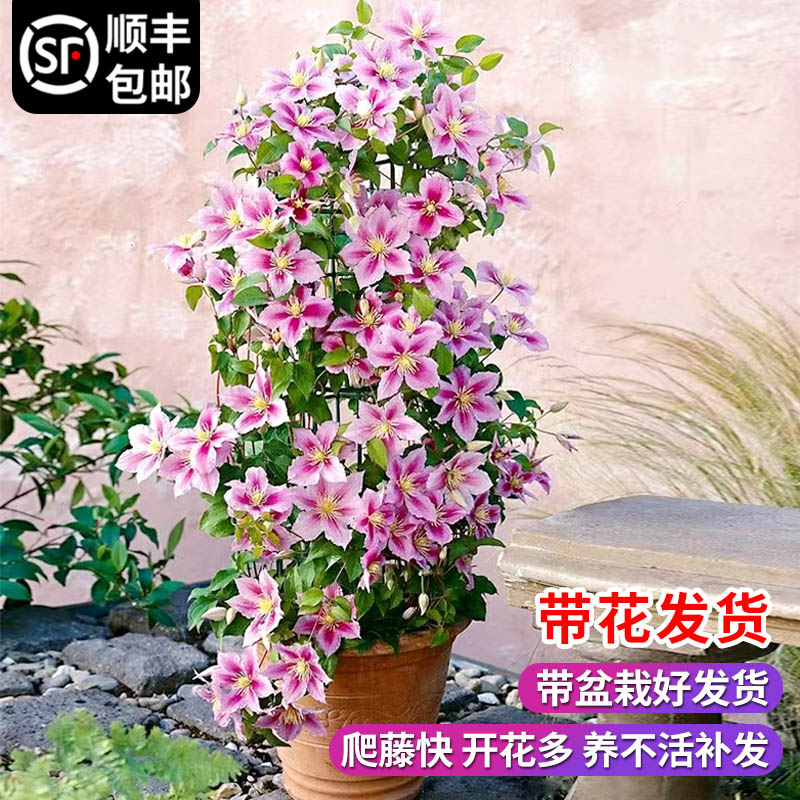 铁线莲小苗重瓣乌托邦大苗爬藤植物室内鲜花花卉绿植盆栽四季开花 - 图3