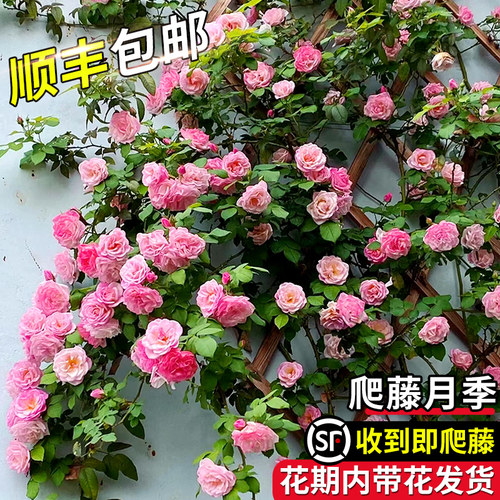 1米6大苗蔷薇花苗爬藤月季藤本玫瑰四季开花盆栽庭院浓香花卉植物 - 图2