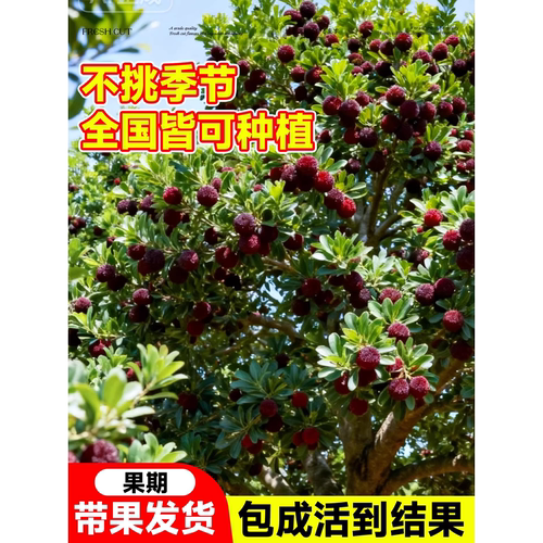 仙居东魁杨梅树树苗南方嫁接水晶水果树果苗早熟特大东槐当年结果 - 图2