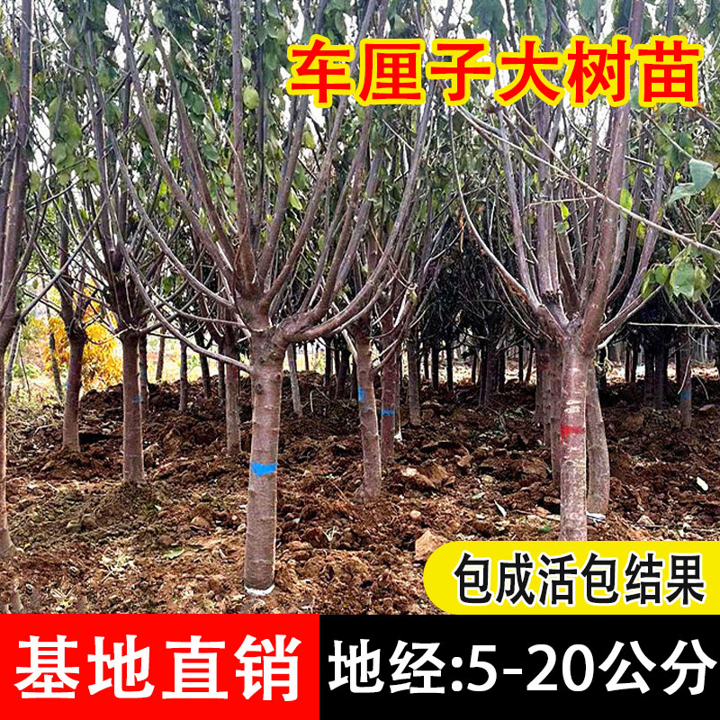 车厘子树苗南方北方四季种植盆栽地栽特大樱桃树苖别墅庭院果树苗 - 图2