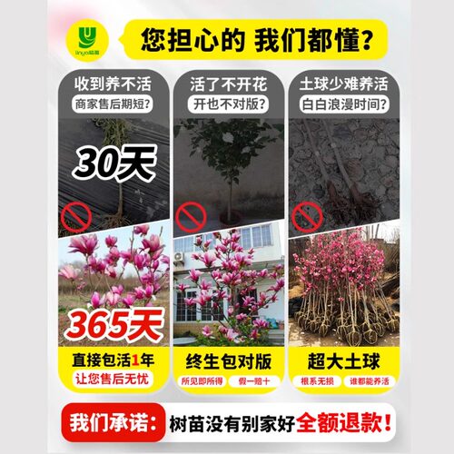 玉兰花树苗带花苞红白紫广玉兰室外矮化庭院四季花卉盆栽绿化大树 - 图1
