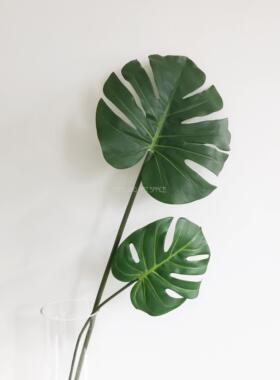 ins拍照道具插花绿植叶子