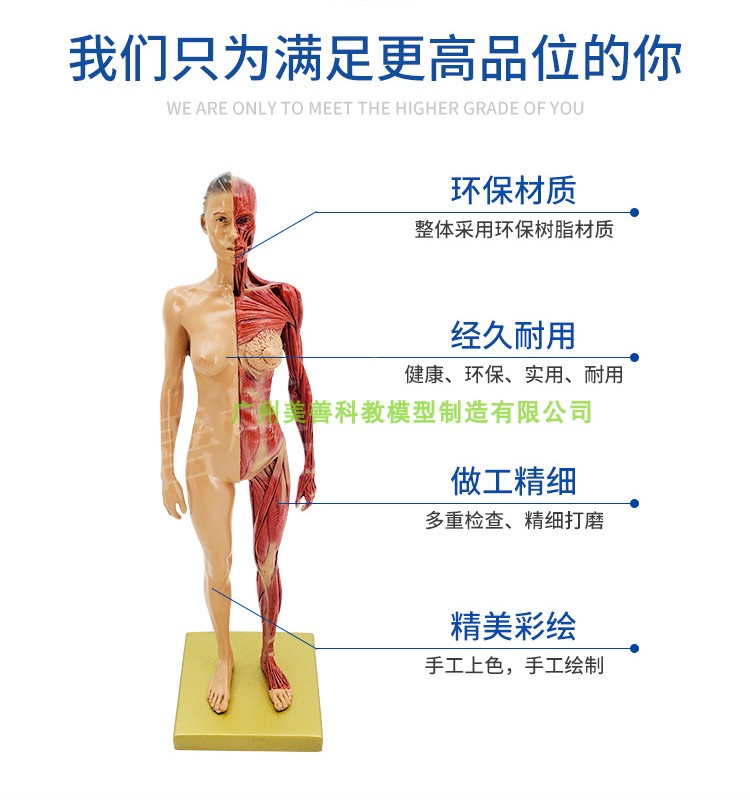 30cm绘画参考头骨模型半胸像艺用人体肌肉骨骼解剖结构 美术速写 - 图3