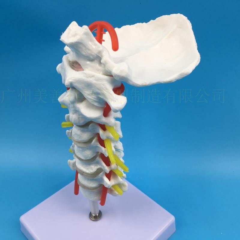 颈椎带颈动脉模型 枕骨 椎间盘颈椎模型 自然大人体颈椎脊椎模型 - 图2