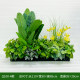 Outdoor flower box layout green ivy leaves decorate grass