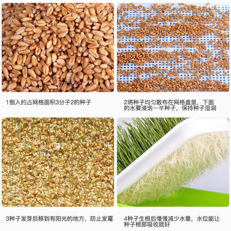 小麦猫草种子四季播种大麦燕麦黄豆芝麻花生籽芽苗菜猫薄荷排毛球,淘宝优惠券,粉丝福利购,淘宝优惠卷