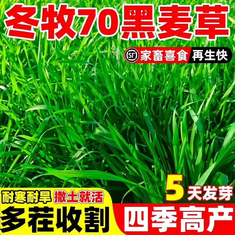 高产牧草冬牧70黑麦草种籽耐寒养殖家畜四季常青多年生牛羊鱼草籽,淘宝优惠券,粉丝福利购,淘宝优惠卷