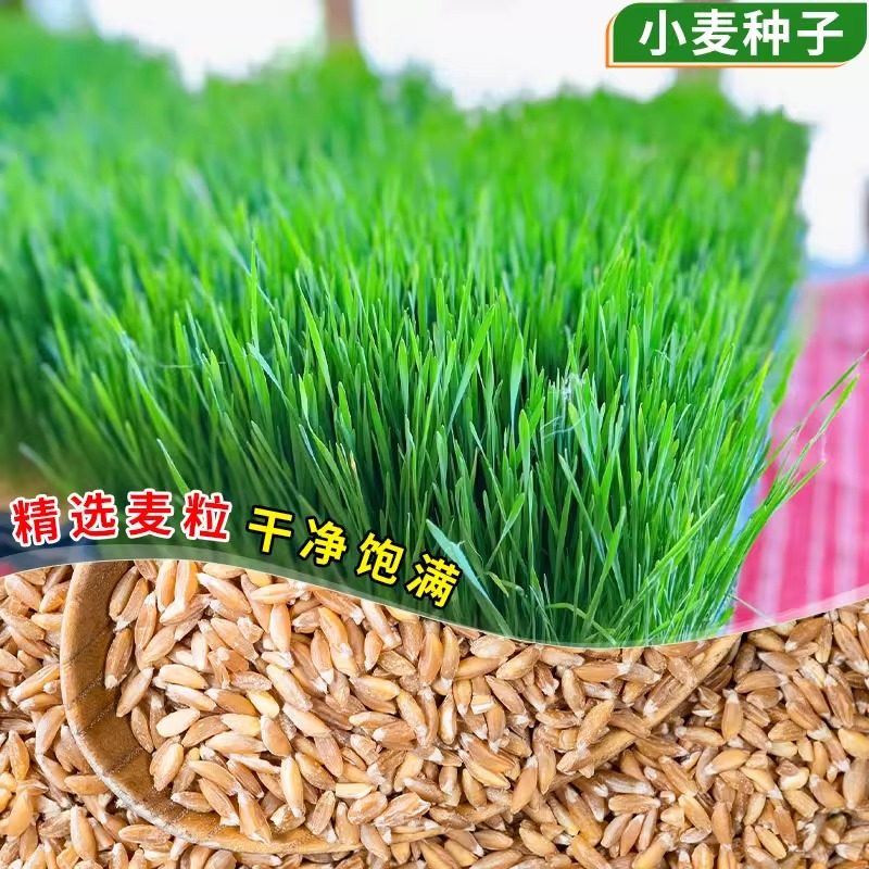 小麦猫草种子四季播种大麦燕麦黄豆芝麻花生籽芽苗菜猫薄荷排毛球,淘宝优惠券,粉丝福利购,淘宝优惠卷