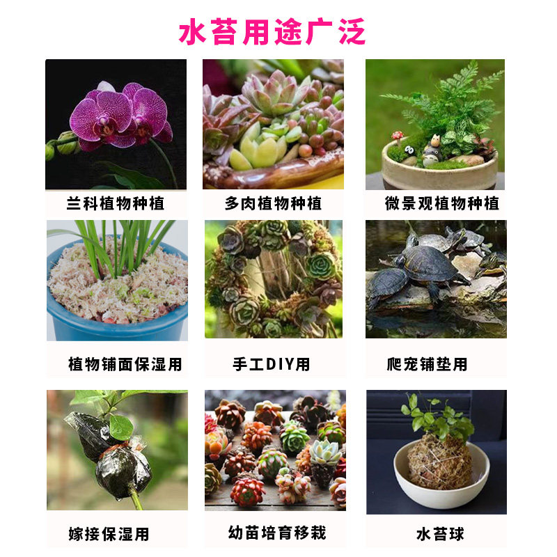 国产水苔贵州水苔一级水苔蝴蝶兰专用水苔多肉营养土无土栽培基质,淘宝优惠券,粉丝福利购,淘宝优惠卷