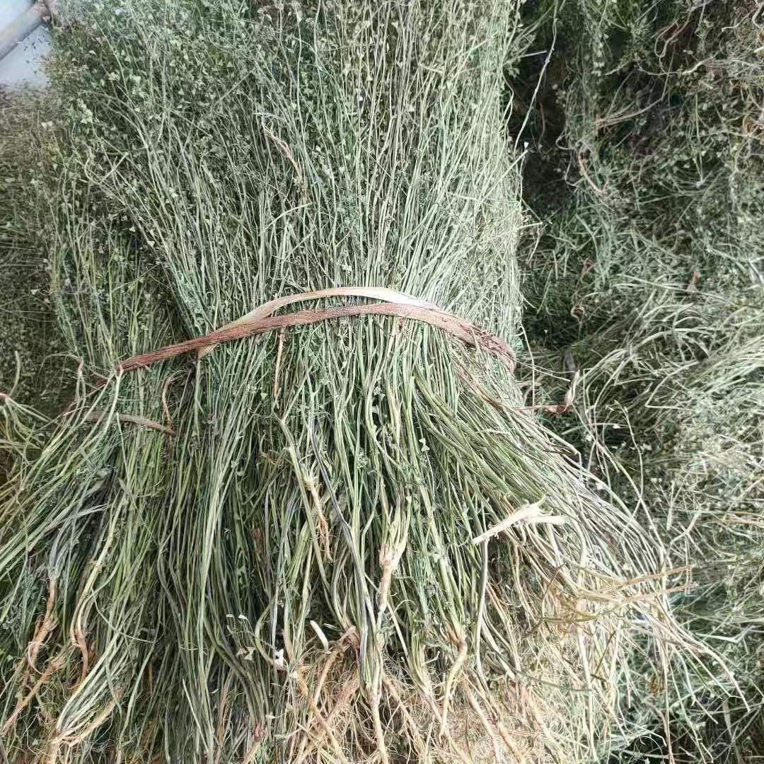 野生晒干老荠菜地菜三月三 煮鸡蛋用老荠菜带根带花带籽整株发货 - 图2