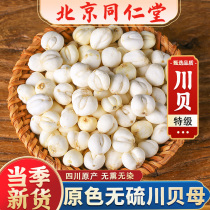 Tongrentang Sichuan Sichuan Sichuan Fritillary Herbal Medicine 100g Sichuan Bay Grain Powder grade Zhengzong No Sulphur Non-Wild Cough