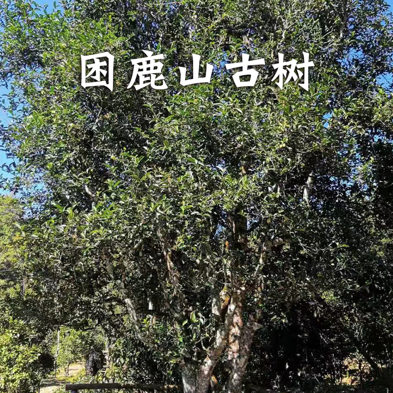 普洱茶熟普新会陈皮2019小青柑陀茶250g困鹿山小青柑已更换新包装