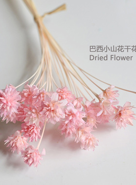 巴西小山花小清新耐久放