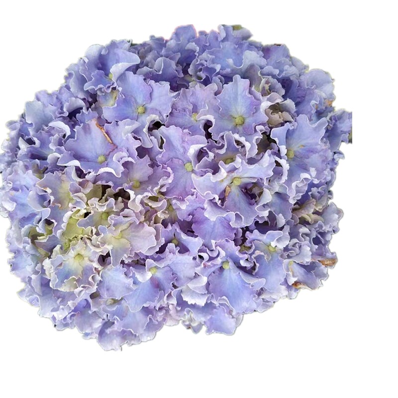 重瓣大花绣球小苗夏洛特卑弥呼蒙娜丽莎太阳神殿妖精之吻鸡尾酒 缘月月季园 淘优券 重瓣大花绣球小苗夏洛特卑弥呼蒙娜丽莎太阳神殿妖精之吻鸡尾酒 缘月月季园 淘优券