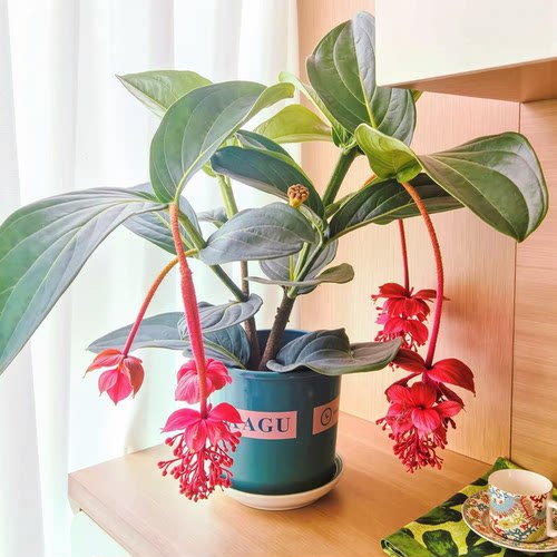 宝莲灯盆栽带花苞大苗高级年宵花卉室内绿植多年生珍珠宝莲灯花苗 - 图2