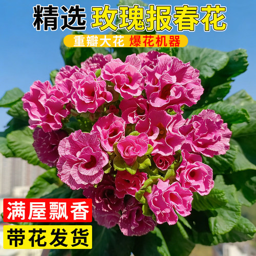 玫瑰报春花盆栽带花苞重瓣大花耐寒阳台花卉植物年宵花好养易爆花 - 图1