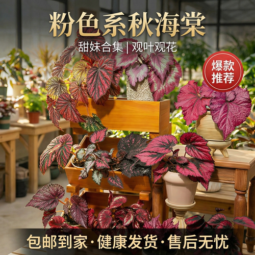 粉色系秋海棠圣尼克彩蜗牛天蝎座网红热植盆栽室内耐阴绿植好养活 - 图2