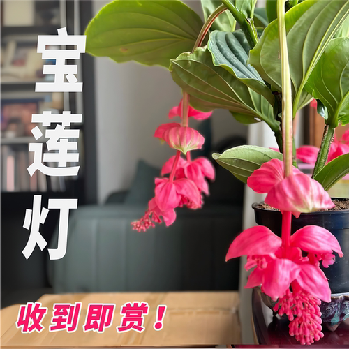 宝莲灯盆栽带花苞大苗高级年宵花卉室内绿植多年生珍珠宝莲灯花苗 - 图1