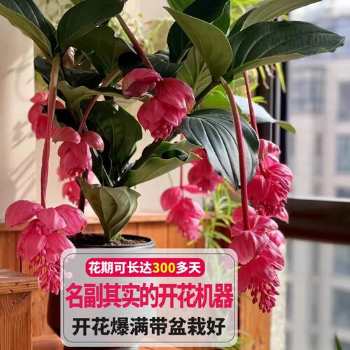 宝莲灯盆栽带花苞大苗高级年宵花卉室内绿植多年生珍珠宝莲灯花苗 - 图0