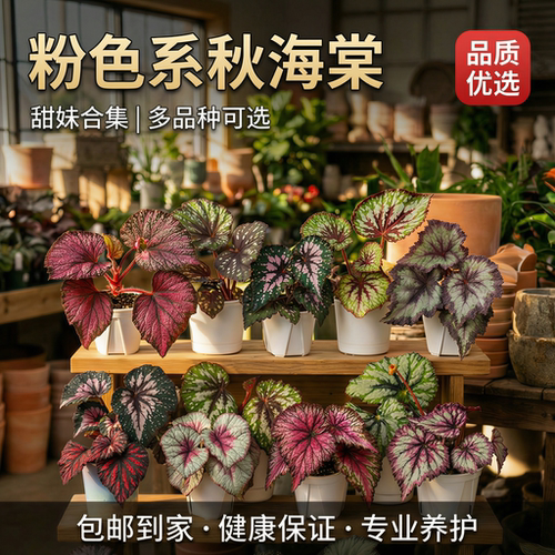 粉色系秋海棠圣尼克彩蜗牛天蝎座网红热植盆栽室内耐阴绿植好养活 - 图0