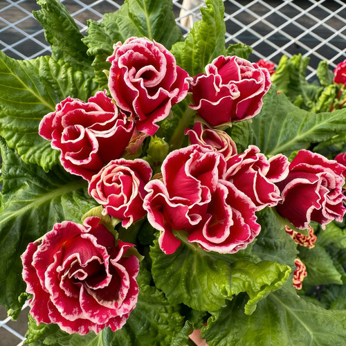 玫瑰报春花盆栽带花苞重瓣大花耐寒阳台花卉植物年宵花好养易爆花 - 图2