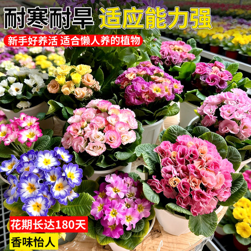 玫瑰报春花盆栽带花苞重瓣大花耐寒阳台花卉植物年宵花好养易爆花 - 图3