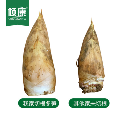 新鲜冬笋竹笋鲜竹笋现挖天然5斤装农家新鲜蔬果现挖笋春笋去老根 - 图2