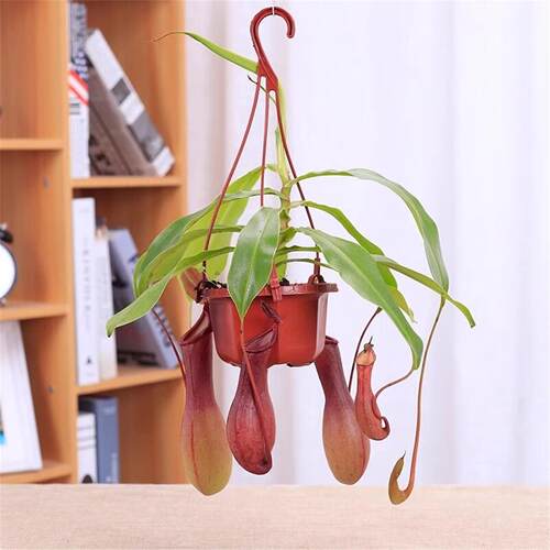 猪笼草盆栽室内客厅四季花卉阳台食虫驱蚊捕蝇草庭院好养吊兰植物 - 图3