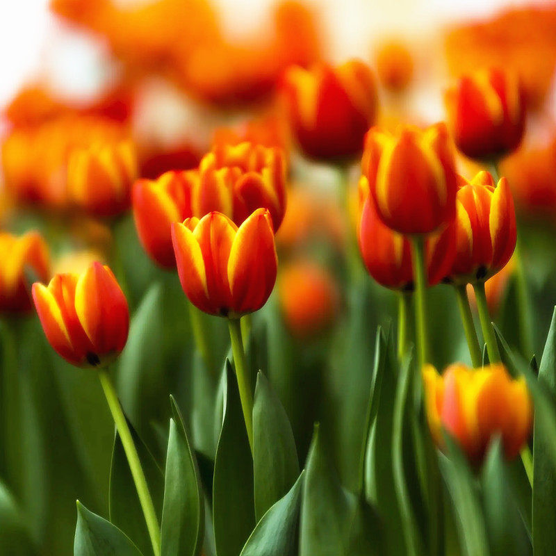 10颗郁金香5度球种球地栽阳台土水培盆栽四季风信子花卉秋冬耐寒,淘宝优惠券,粉丝福利购,淘宝优惠卷