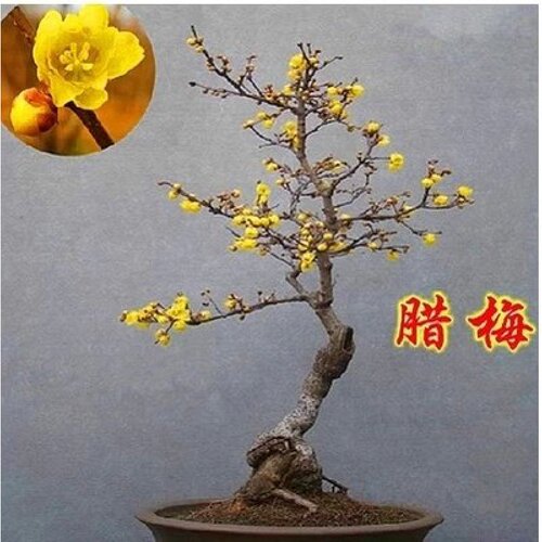 庭院花卉 腊梅 红梅 乌梅 绿梅 白梅 素心腊梅树苗梅花盆景树桩 - 图0