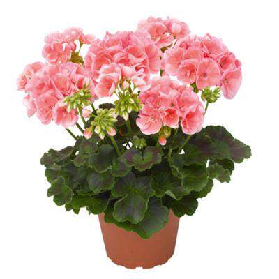 天竺葵盆栽葵花苗重瓣四季新品垂吊进口大花卉植物阳台庭院花盆 - 图3