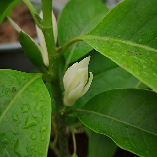 白兰花盆栽树苗带花苞玉兰花室内庭院多季开花浓香花卉黄角兰植物 - 图1