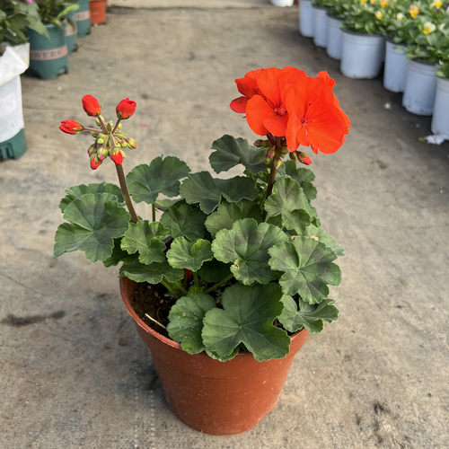 天竺葵盆栽花苗四季开花植物室内阳台驱蚊虫重瓣花卉盆栽带土发货 - 图2