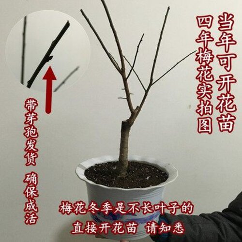 庭院花卉 腊梅 红梅 乌梅 绿梅 白梅 素心腊梅树苗梅花盆景树桩 - 图1
