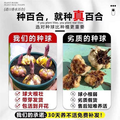 进口重瓣多头香水百合种球带牙耐寒当年盆栽室内外花卉绿植盆栽 - 图1