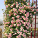 Climbing garden roses, four-season flowering plants