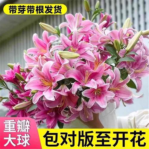 进口重瓣多头香水百合种球带牙耐寒当年盆栽室内外花卉绿植盆栽 - 图3