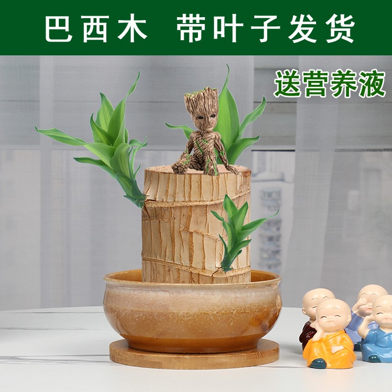 带叶子巴西木水养带芽孢带芽发货幸运木开花盆栽绿植室内水培植物