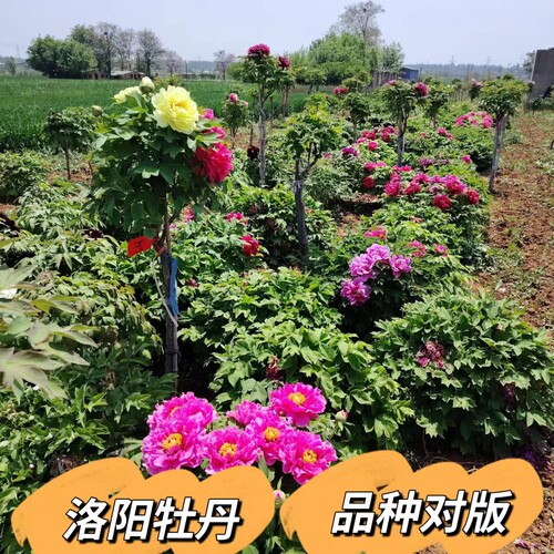 洛阳正宗牡丹花四季花苗老桩重瓣大花盆栽地栽阳台庭院 - 图2