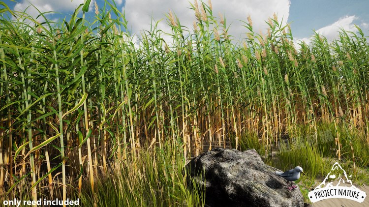 mediterranean Vegetation giant Reed巨型芦苇UE4环境道具自然 - 图3