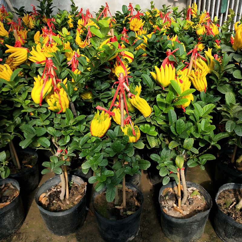 金佛手盆栽带果发货室内客厅招财绿植庭院阳台喜光植物盆景佛手柑