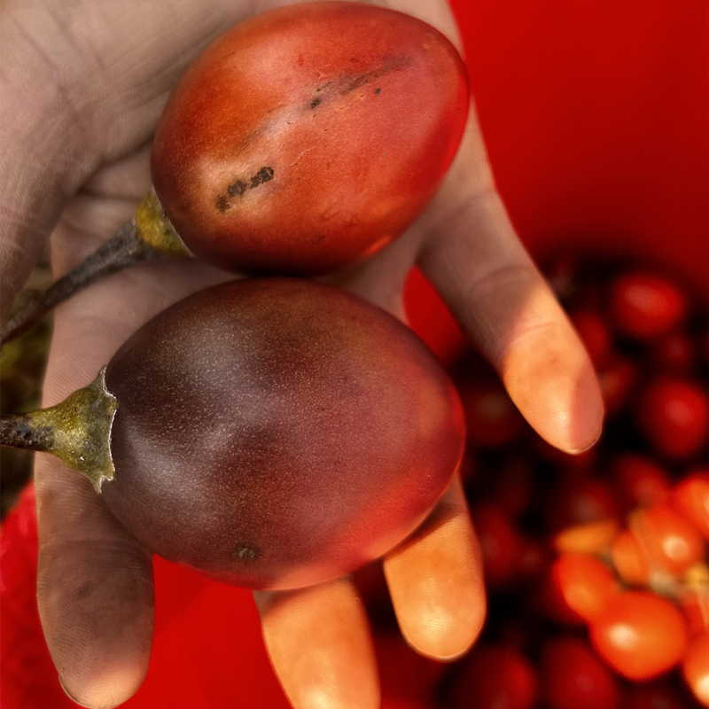 云南树番茄新鲜大特产洋蕃茄鸡蛋果野生孕妇水果时令蔬菜东北傣味 - 图2