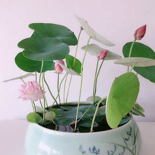 《霓裳》微型碗莲种藕姜永慧微莲苑丰花早花小盆易养禅意荷花根苗 - 图1