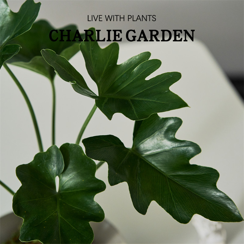 春羽苔玉ins北欧风绿植室内好养耐阴苔藓球净化空气日本水培盆栽,淘宝优惠券,粉丝福利购,淘宝优惠卷